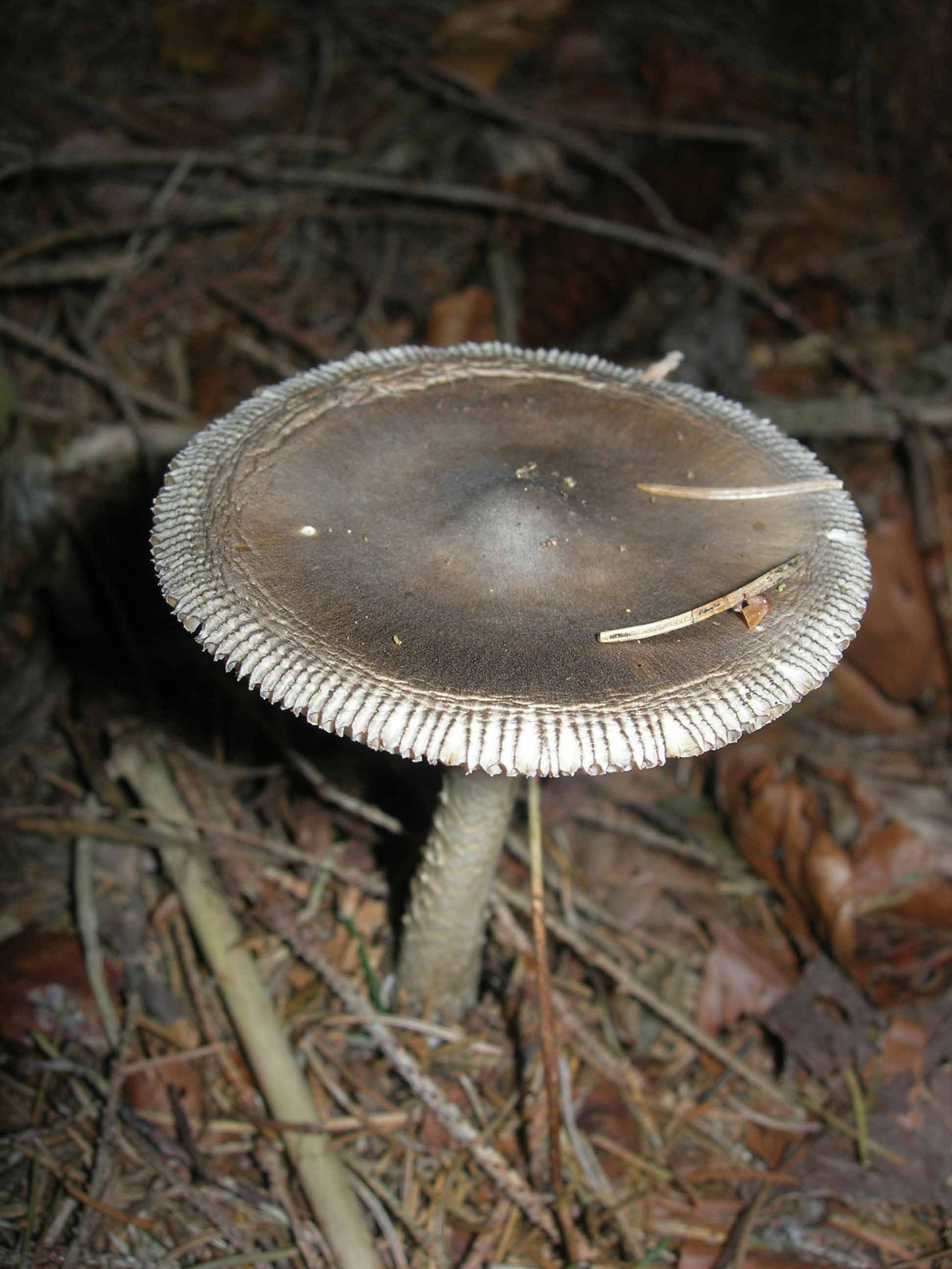 Cosa ha da fare un marinaio in montagna se non....